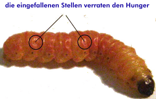 tebos stellen